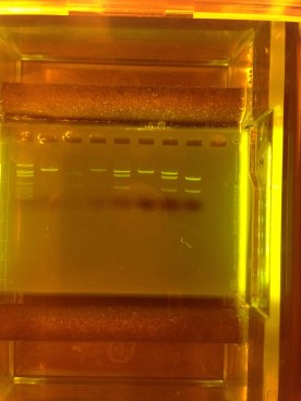 Project Lead the Way - Edvotek Agarose Gel - The MiniOne