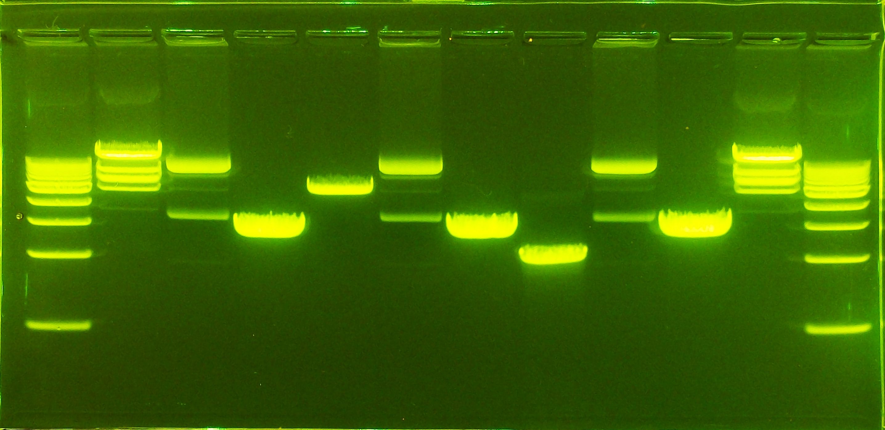 Gel Electrophoresis - DNA - GelGreen