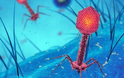 Lambda Phage: A Classic Model Keeps Evolving