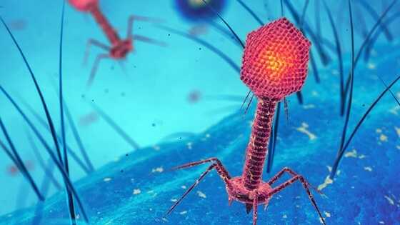 Lambda Phage: A Classic Model Keeps Evolving