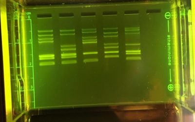 Storing Casted Electrophoresis Gels – a Teacher Guest Blog