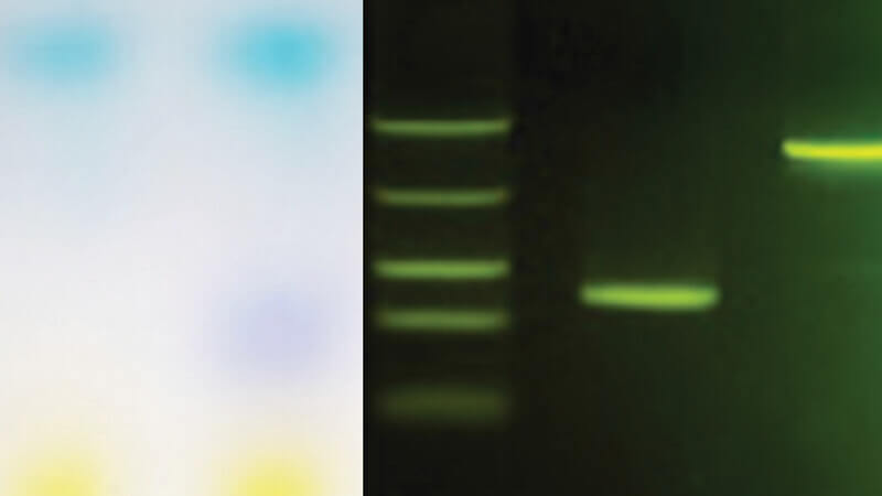 Electrophoresis 101 MiniLab