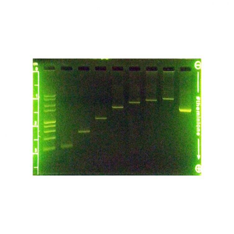 MiniOne Universal DNA Marker (M3144) • MiniOne Systems
