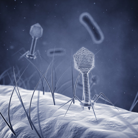 vimr lab phage