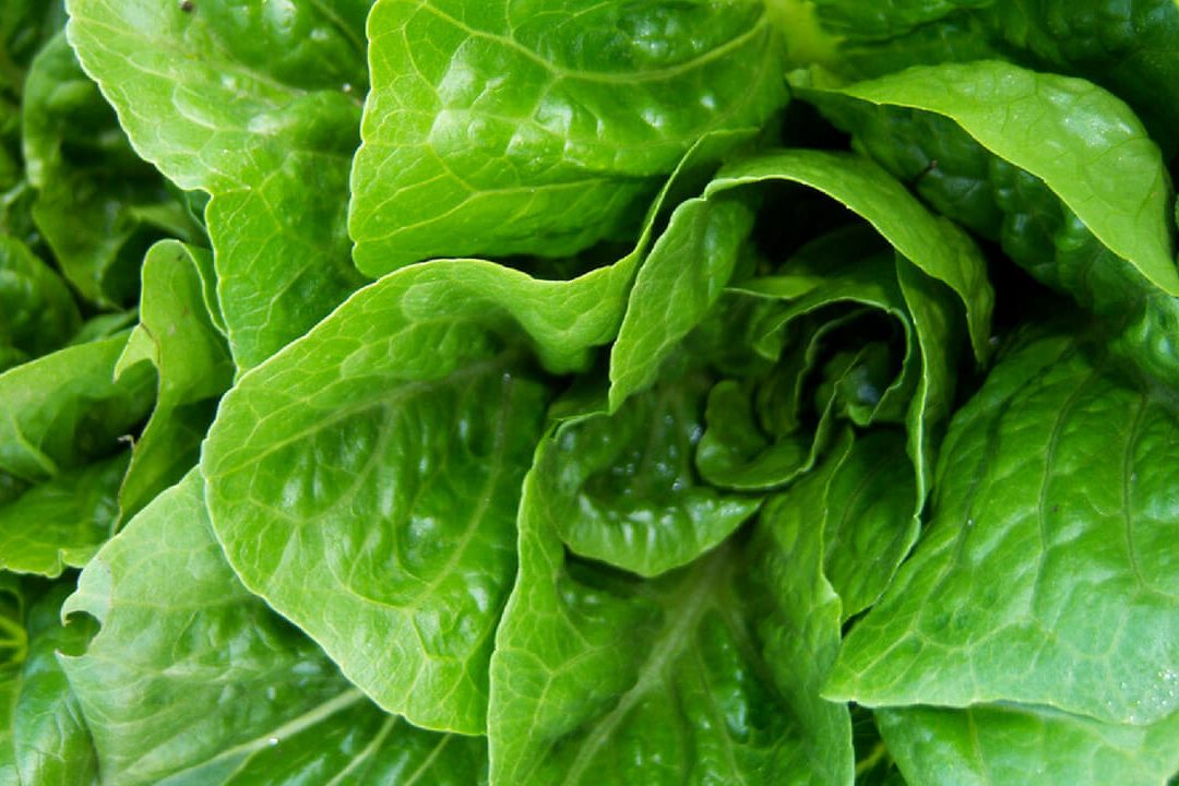 Lettuce Investigate! Studying Foodborne Outbreaks in the Lab