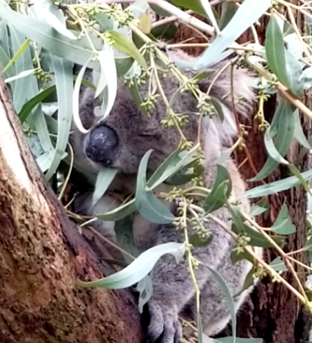 Adaptation and conservation insights from the koala genome