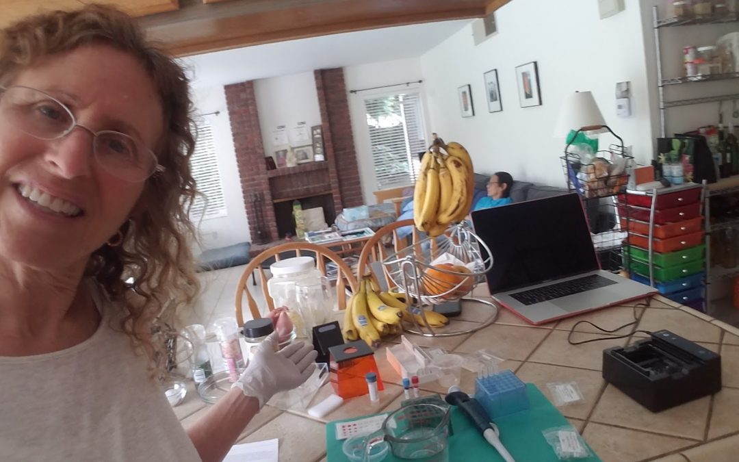 DNA Fingerprinting in the Kitchen – Using MiniOne MiniLabs for Science At Home!