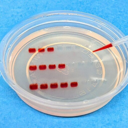 Gel Loading Practice MiniLab (M3002)