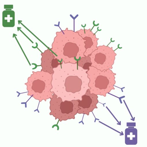 Personalized Medicine: Diagnosing and Targeting HER2 and ER+ Breast Cancer MiniLab (M3023)