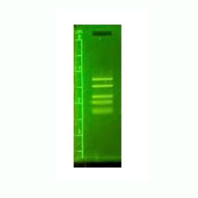 MiniOne® PCR Marker (M3146)